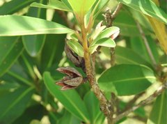 Theaceae