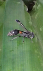 Ropalidia sumatrae
