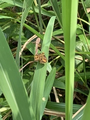 Cephrenes trichopepla