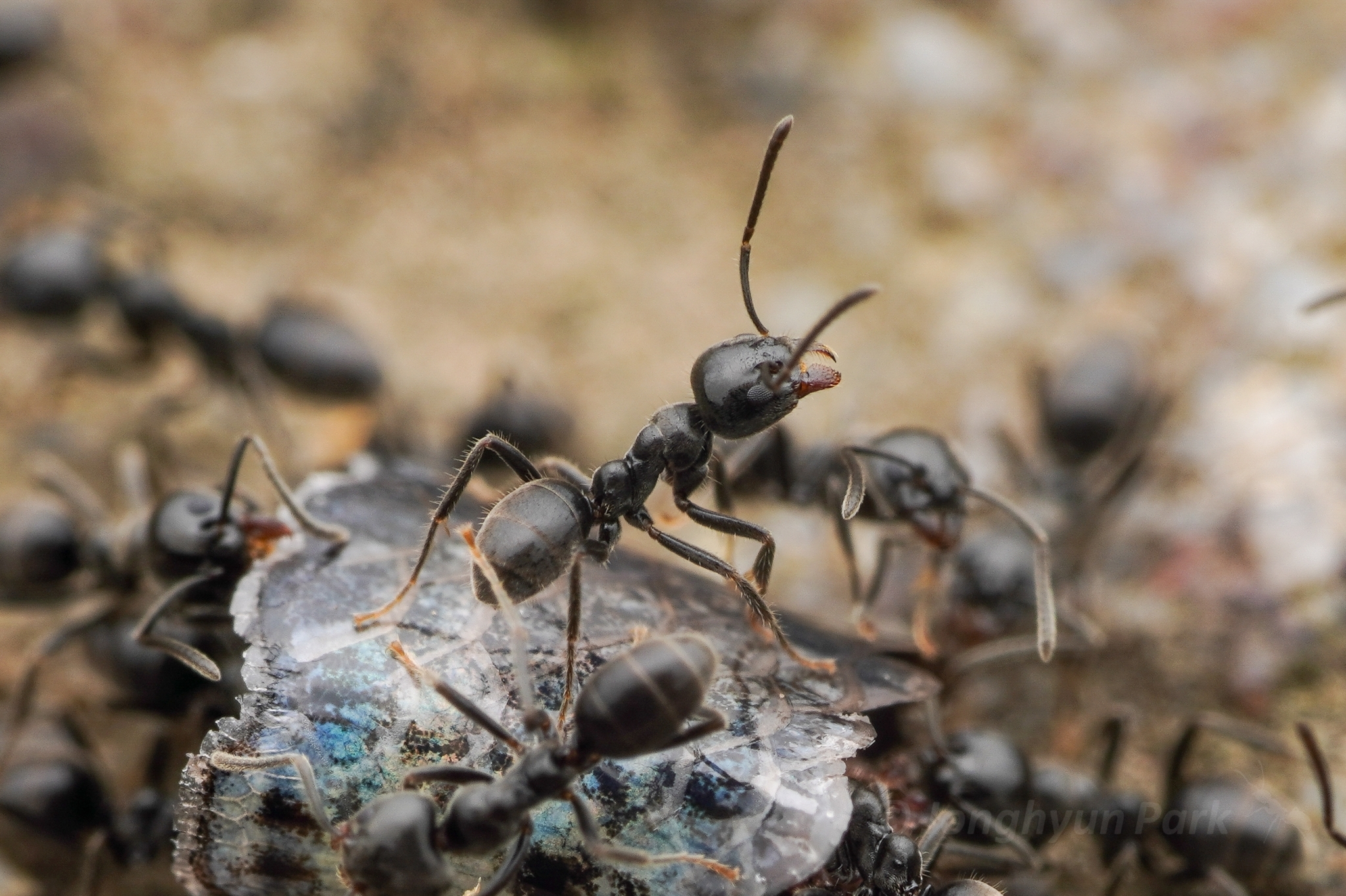 Anonychomyrma fornicata