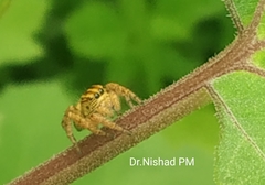 Salticidae