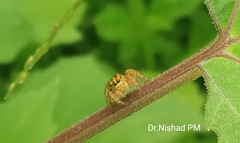 Salticidae