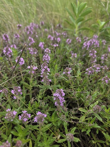 Eurasian thyme