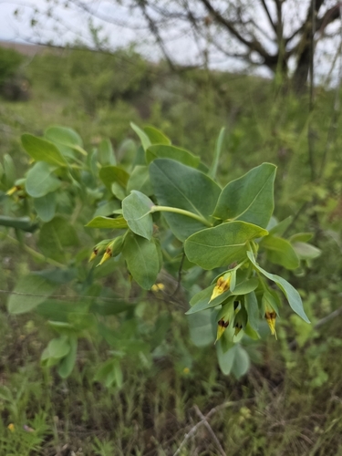Lesser Honeywort