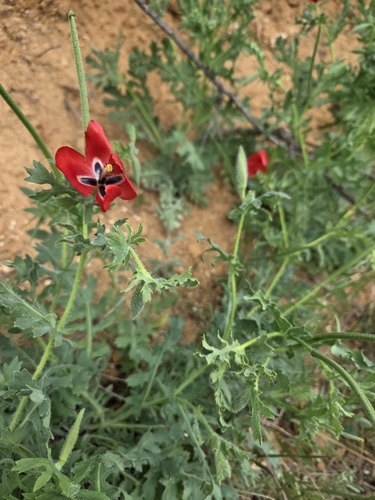 Red Horned Poppy