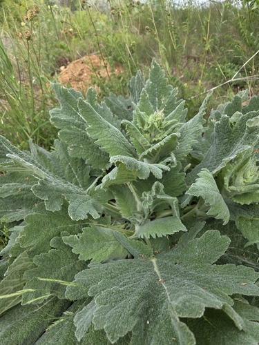 Mediterranean sage