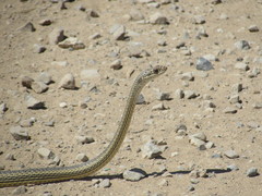Masticophis taeniatus taeniatus