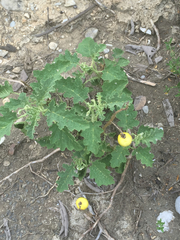 Solanum myriacanthum