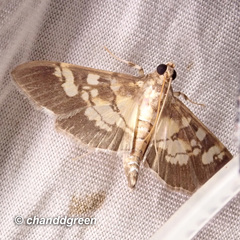Uresiphita quinquigera