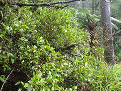 Metrosideros albiflora