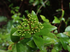 Metrosideros albiflora