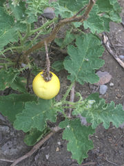 Solanum myriacanthum