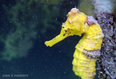 Hippocampus reidi