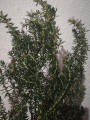 Diplostephium hartwegii