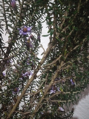 Diplostephium hartwegii