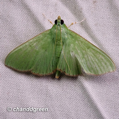 Parotis punctiferalis