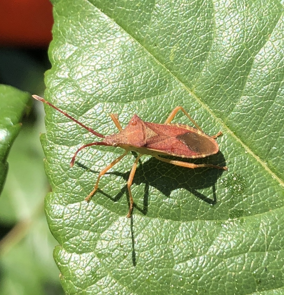 Box bug (Gonocerus acuteangulatus)