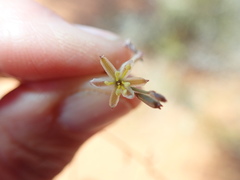 Corynotheca