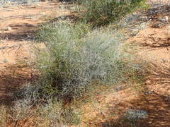 Corynotheca