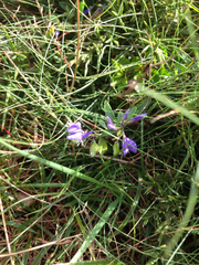 Polygala serpyllifolia