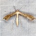 Dwarf Plume Moth - Photo (c) Ian  McMillan, some rights reserved (CC BY-NC)