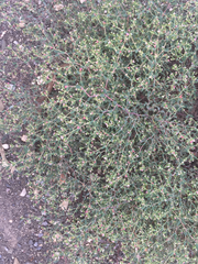 Euphorbia villifera