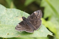 Erynnis baptisiae