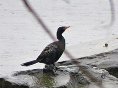 Microcarbo africanus