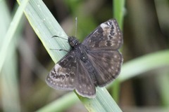 Erynnis baptisiae