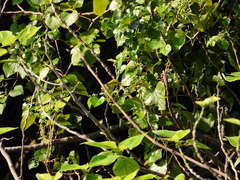 Zosterops simplex simplex