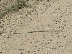 Masticophis taeniatus taeniatus