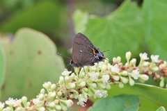 Electrostrymon angelia