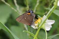 Electrostrymon angelia