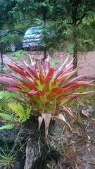 Tillandsia imperialis