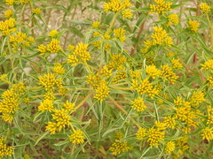 Flaveria campestris