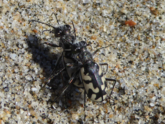 Cicindela latesignata