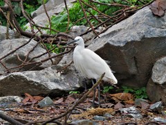 Egretta garzetta