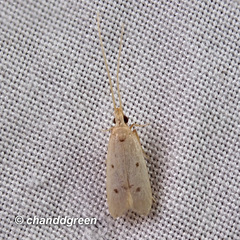 Lecithocera aulicousta