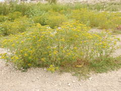 Flaveria campestris
