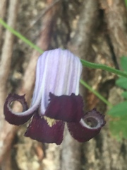 Clematis pitcheri