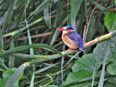 Corythornis cristatus