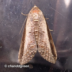 Lophoptera squammigera