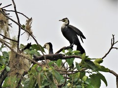 Phalacrocorax carbo