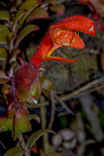 Columnea allenii