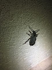 Prionus californicus