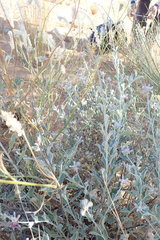 Ptilotus sessilifolius