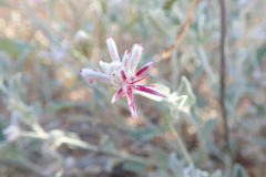 Ptilotus sessilifolius