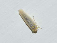 Dalbulus elimatus