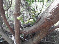 Gnetum luofuense