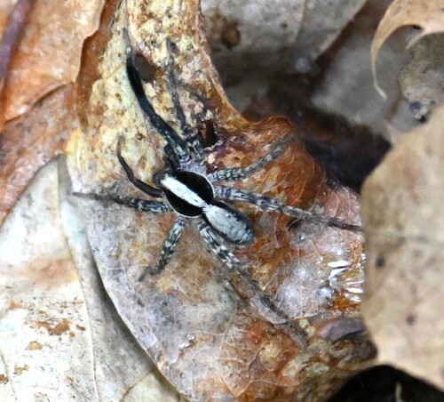 Brush-legged Split Wolf Spider photo 3
